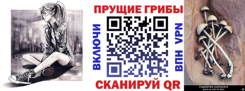 Купить Иваново Псилоцибиновые грибы Cubensis